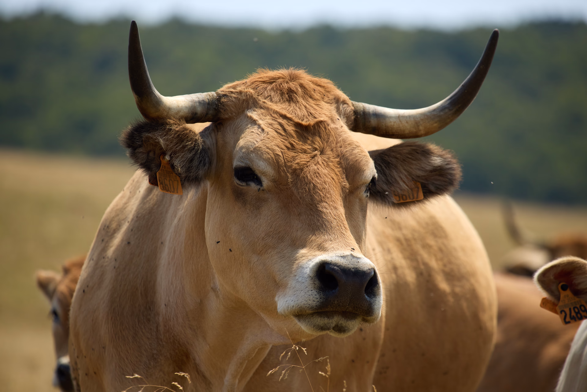 Nature & animaux