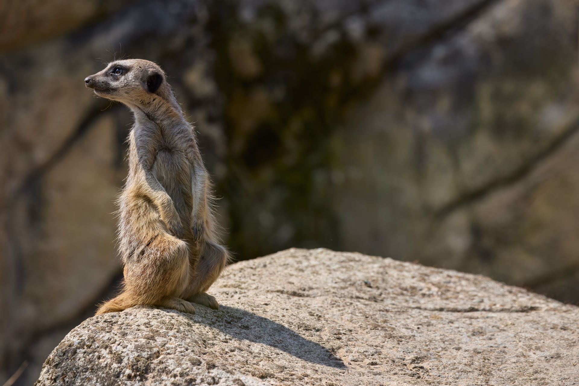 Nature & animaux
